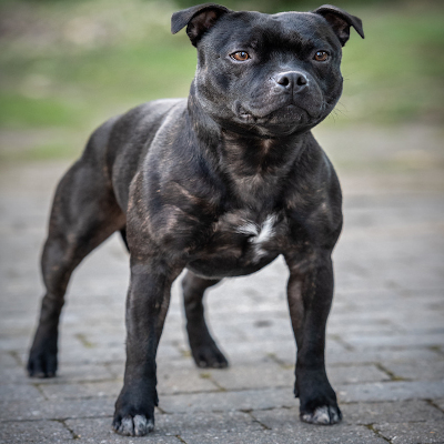 Gadfelt's Dazzling Zeus